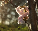 Prunus_Amanogawa.jpg